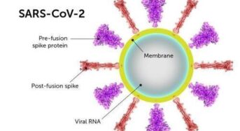 코로나 감염 세포, T세포로 직접 제거한다