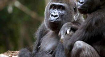 세계 최고령 수컷 고릴라 코로나19 확진