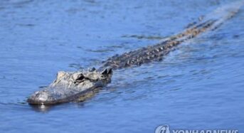 88세 할머니, 실버타운 내 연못서 악어 공격에 사망