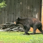 bear