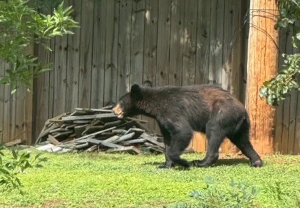 bear