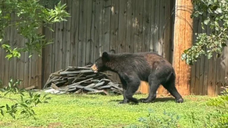 bear